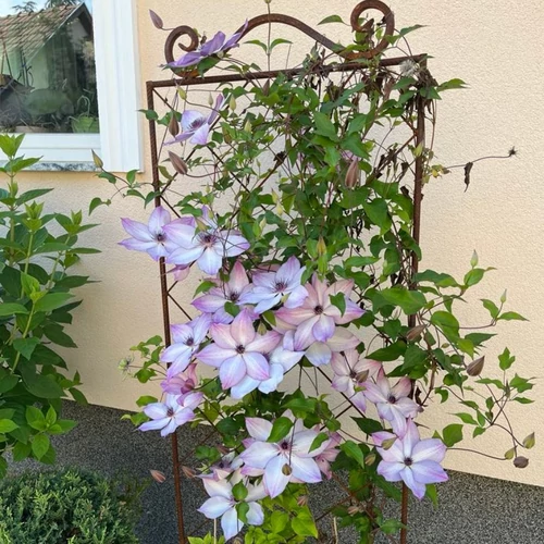 Clematis futtató