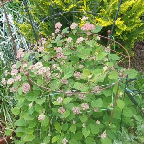 Növénytámaszték 60 cm átmérővel