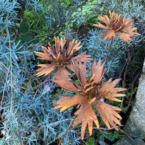 Élethű Búzavirág