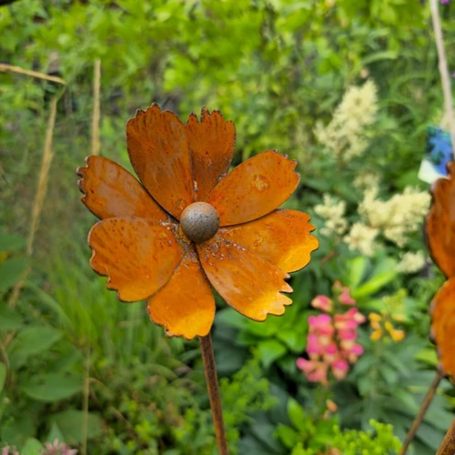 Pillangóvirág - Cosmos