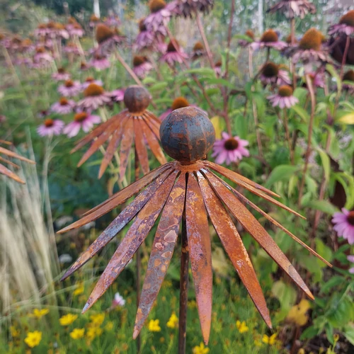 Kasvirág - Echinacea