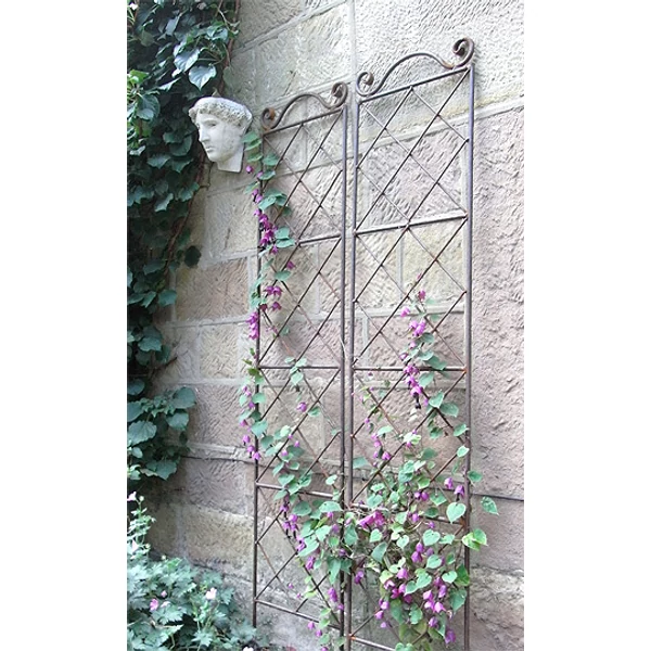 Clematis futtató