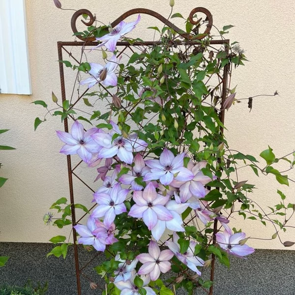Clematis futtató