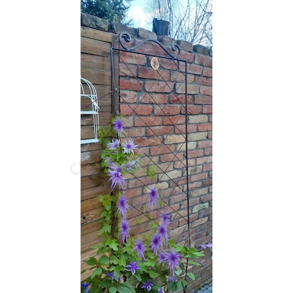 Clematis futtató