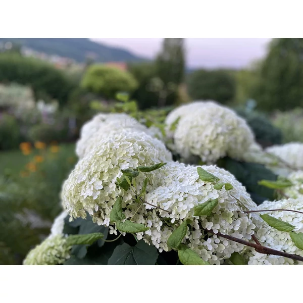 Hortenzia támaszték 80cm