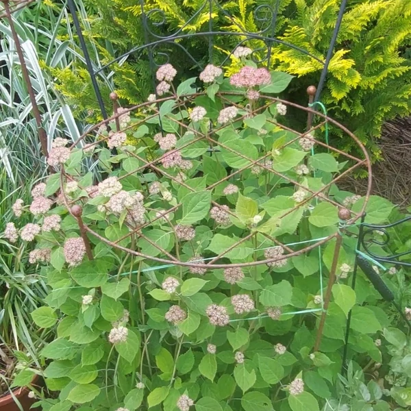 Növénytámaszték 60 cm átmérővel