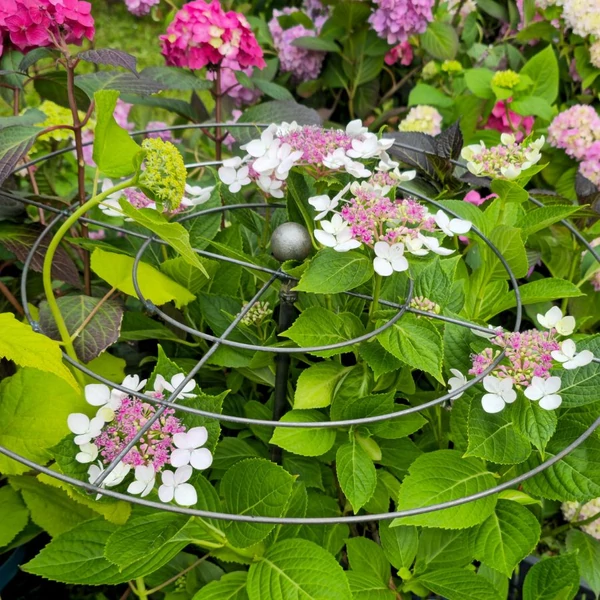 Törpe hortenzia támaszték