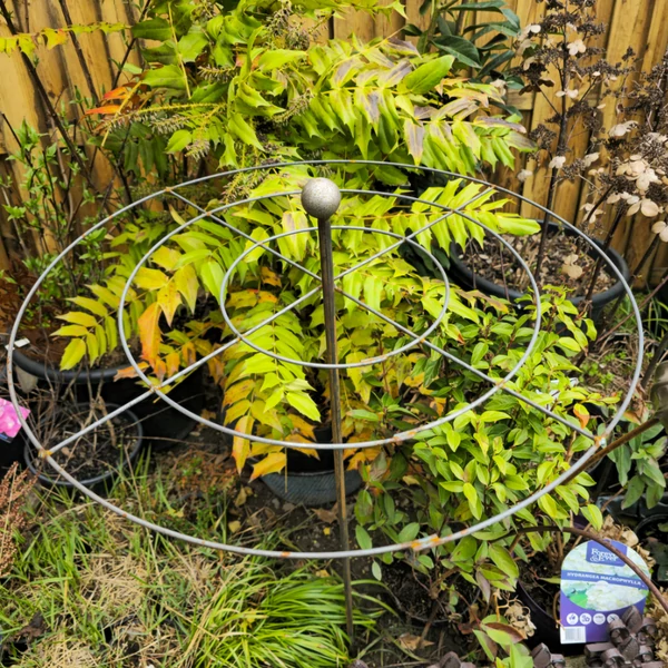 Törpe hortenzia támaszték