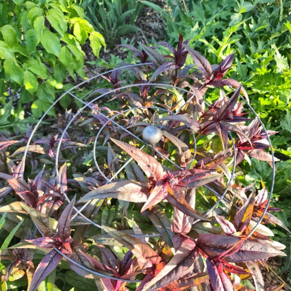 Törpe hortenzia támaszték