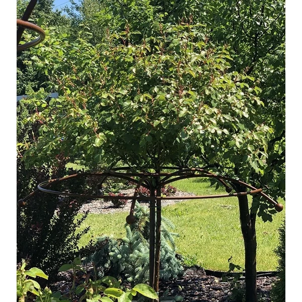 Magastörzsű Rózsa növénytámaszték