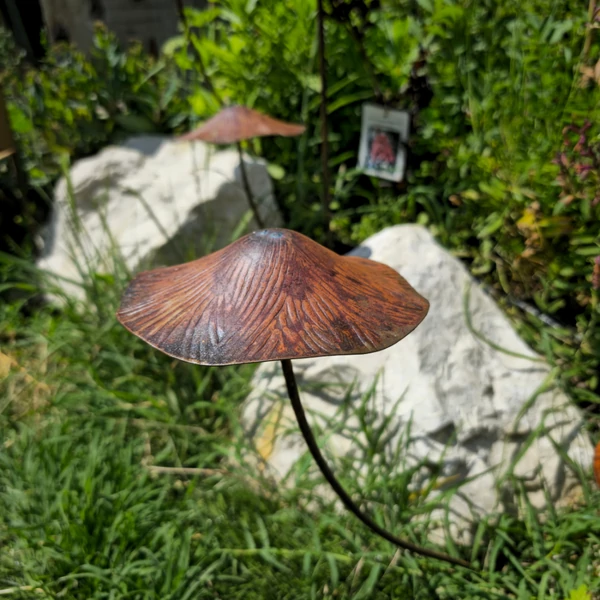 Szegfűgomba (Nagy) - 20x50cm