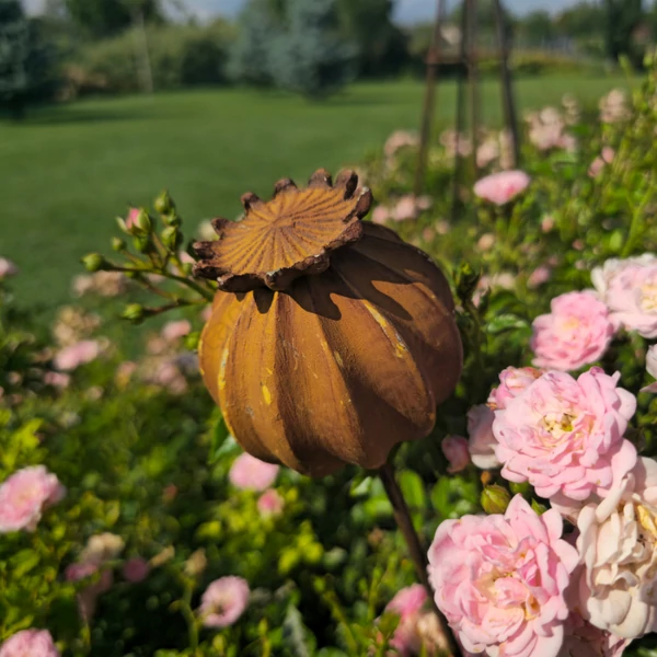 Antik Mákgubó  - rozsdabarna