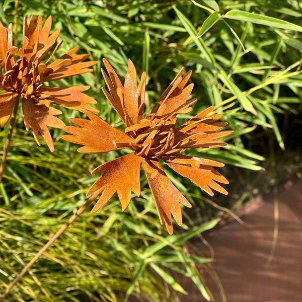 Élethű Búzavirág 