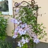 Clematis futtató