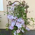 Clematis futtató