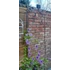 Clematis futtató