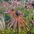 Kasvirág - Echinacea