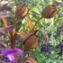 Kovácsoltvas Tulipán